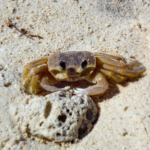 Krabbe im Sand