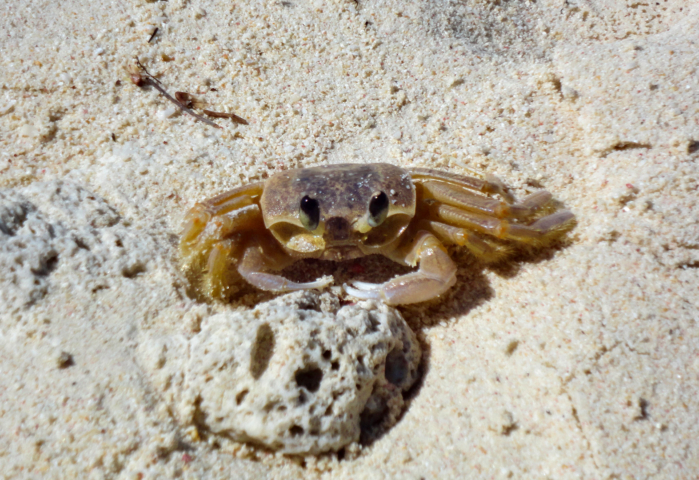 Krabbe im Sand